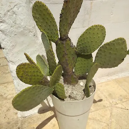 Nonno Seppo Casa de Férias Carovigno